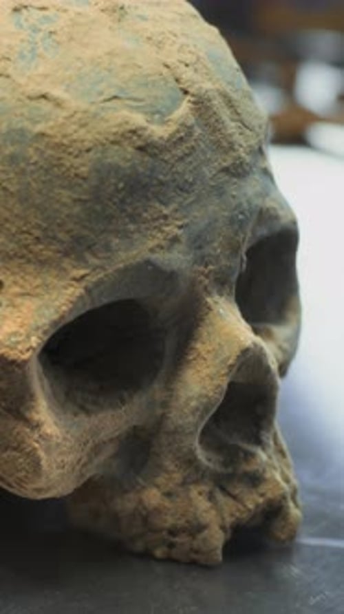 Archaeological Lab Close Up of Fossil Skull of Ancient Human