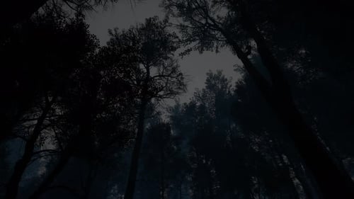 Scary Dark Forest, Woods Landscape