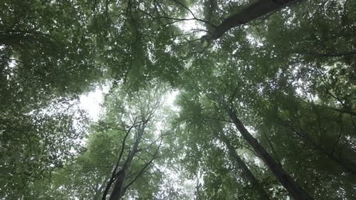 Low Angle View of Forest Canopy