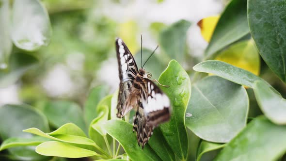 Whip head clipper Butterfly Parthenos Sylvia waiting for insect prey ...