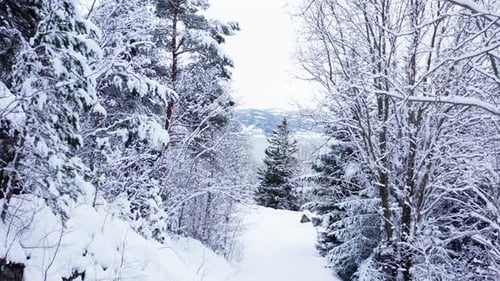 Snow Blanket Trees On Winter Mountains. Zoom Out