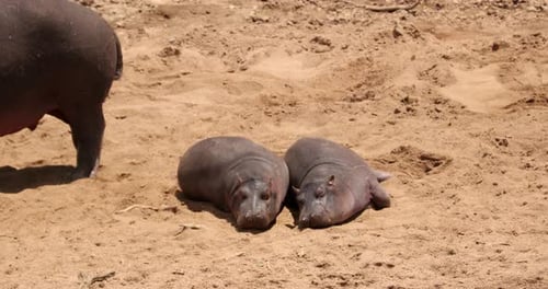 Two Hippopotamus Calves Basking On Sand In Masai Mara National Reserve, Kenya. wide shot