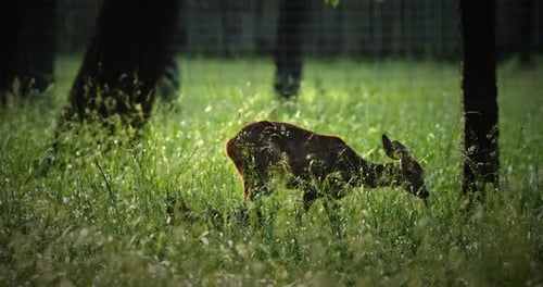 Deer Grazing Peacefully in a Field