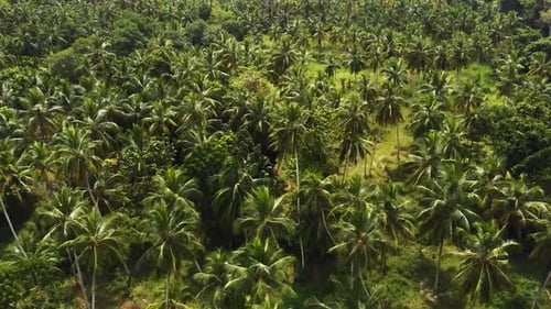 Lush Tropical Palm Trees Aerial Landscape View