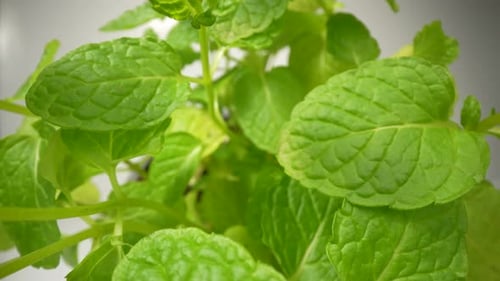 Mint Herb, Green Leaves 25