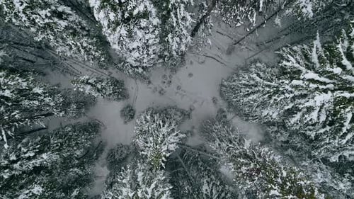 Top down aerial shot rising up through snowy covered pine tree forest, 4K