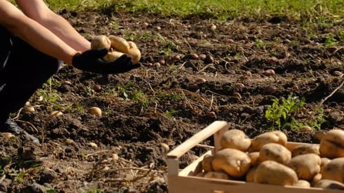 Harvest Potatoes in the Garden Selective Focus