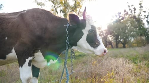 Curious Cow Standing at Lawn and Looking Into Camera Cute Friendly Animal Grazing in Meadow Showing
