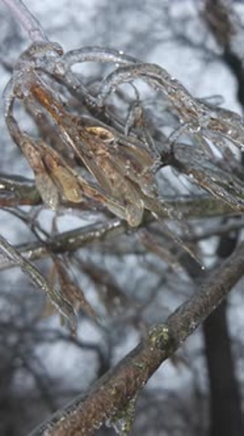 Natural winter scene of branches of tree with autumn seeds covered in ice