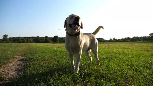 Happy Golden Retriever Standing on Meadow at Sunset Cute Dog Breed Labrador Sticking Out Tongue and