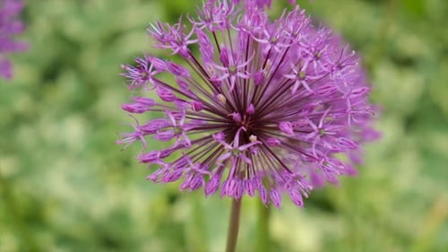 Flowering Ornamental Onion in the Garden