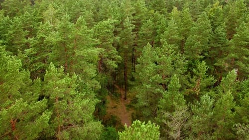 Green pine forest tops, aerial drone view