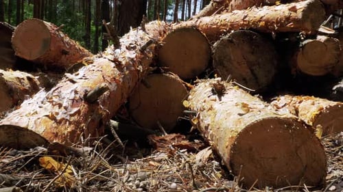 Troncs d'arbres abattus dans la forêt