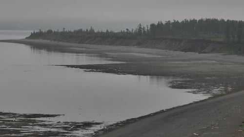 Grey Shore By the Sea Green Trees Stand Near the Water Seagulls Fly Near the Ground Aerial