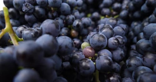 Dark Blue Berries Grapes for Wine Close Up
