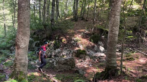A Tourist with a Backpack Walks Through a Picturesque Forest with Huge Tree Trunks on a Sunny Day