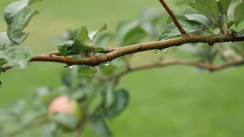 Fresh, organic apples hanging on branch in garden with rain drops, raining day, close up.