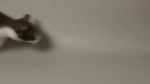 Slow motion wide shot of kitten running camera left to right and pouncing.