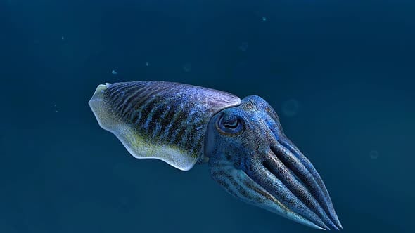 Cuttlefish Swimming Gracefully in the Blue Ocean Water, Backgrounds ...