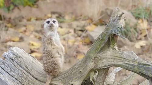 Suricata debout sur un garde. Suricate curieux (Suricata suricatta)
.