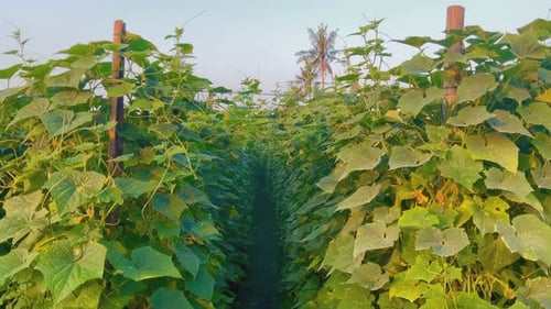 Fresh cucumber plants are green