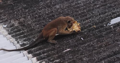 Wild Toque Macaque Feeding on Jackfruit in Sri Lanka