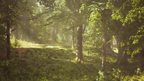 The Sun Shines Through the Trees in the Forest