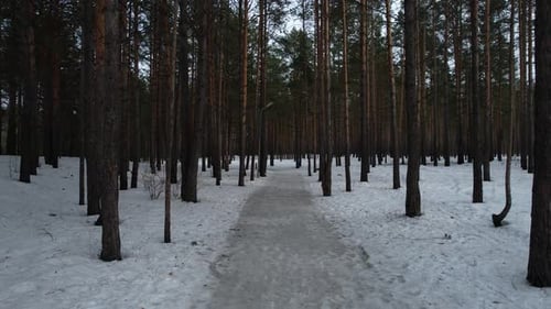 Path In Winter Park