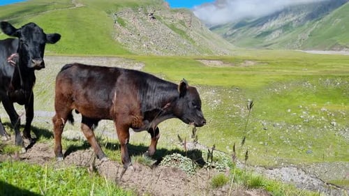 Kuh mit Kalb auf der Wiese vor einer idyllischen Berglandschaft Vieh auf einer Alm