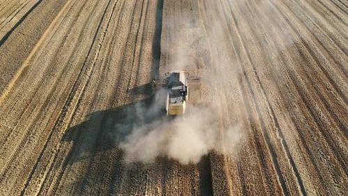 Aerial shot of drone flying above harvesting combine on the field at the sunny day
