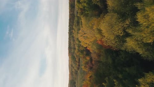 Yellowed Trees Taken From a Bird's Eye View