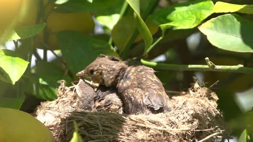 Three Baby Birds Awaiting Food in Nest