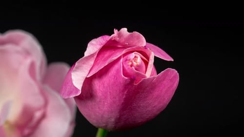 Pink Rose Bud Blooming in Time Lapse