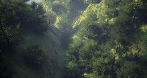 Lush Green Forest Valley with Sunlight Filtering Through Trees in Morning
