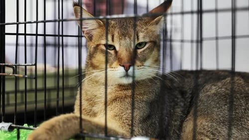 Purebred Chausie Cat Resting in Cage at Cat Show