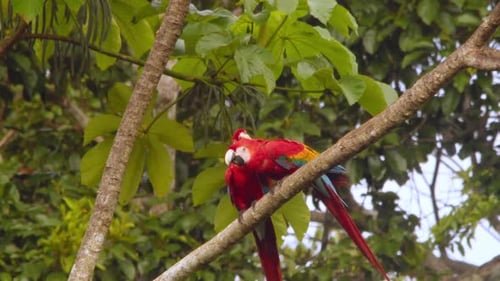 Ein verliebtes Paar Scarlet teilt auf einem Ast im üppigen Regenwald Perus Balz und Zuneigung.