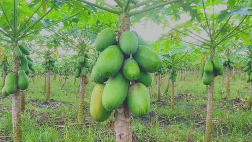 young papaya tree