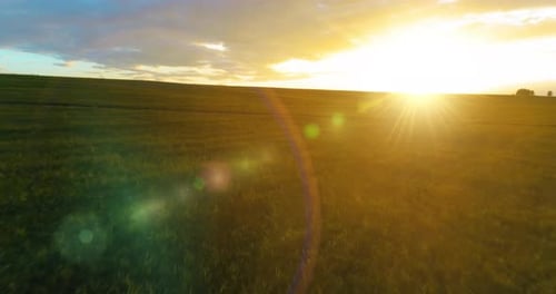 Flight Above Rural Summer Landscape with Endless Yellow Field at Sunny Summer Evening Agricultural