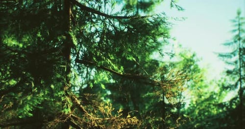 Lush Green Forest with Sunlight Filtering Through the Tree Branches in Daytime