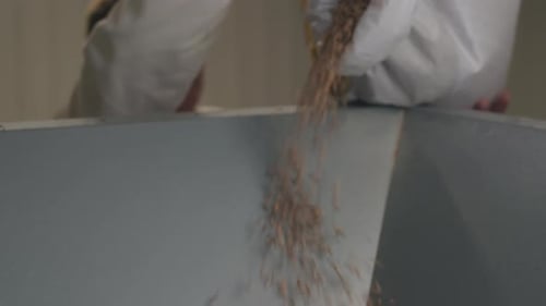 Trabalhador despejando grãos de cevada do saco no tanque de fermentação