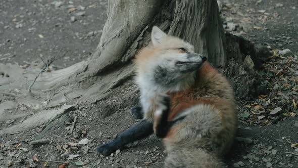 Furry Fox Scratching While Sitting On The Ground At The Zao Fox Village ...