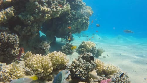 Einhornfische mit orangefarbener Wirbelsäule schwimmen in Zeitlupe in einem farbenfrohen Korallenriff
