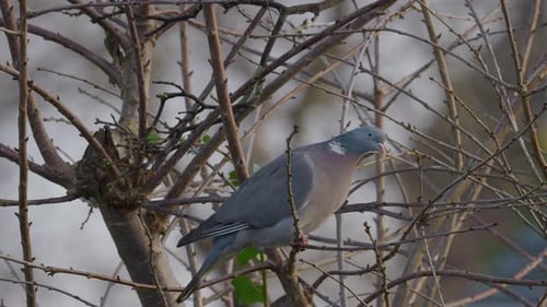 Vogel auf einem Ast, auch bekannt als Ringeltaube