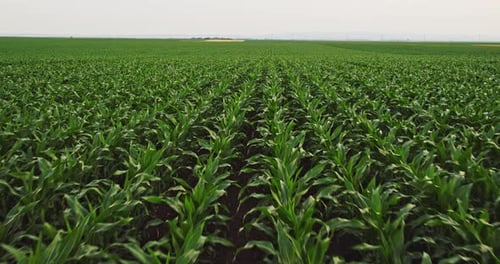 An aerial shot of corn field ripening at spring season, agricultural landscape