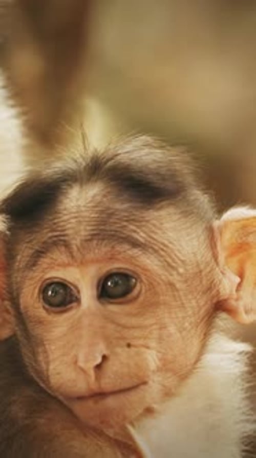 Bonnet en forme de singe Goa, Inde, macaque