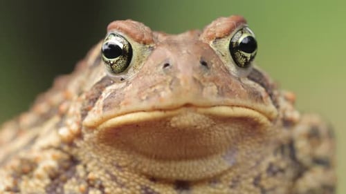 Close-up shot of an American Toad