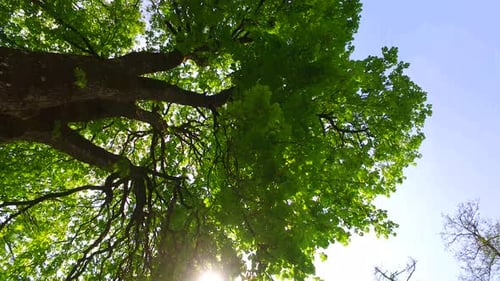 Just Walking Among Trees in the Park