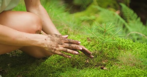 Manos femeninas manchadas de barro después de plantar un árbol. Un árbol joven frágil que nutre la vida en primer plano