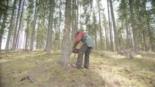 HANDHELD, SLOMO - Der Mann macht den ersten Schnitt, als er anfängt, einen Baum zu fallen, Schweden