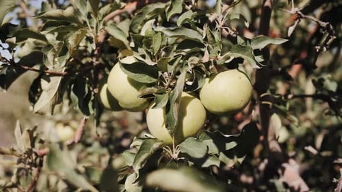 Ripe Green Apples on Orchard Branches During Harvest Sunlit and Abundant